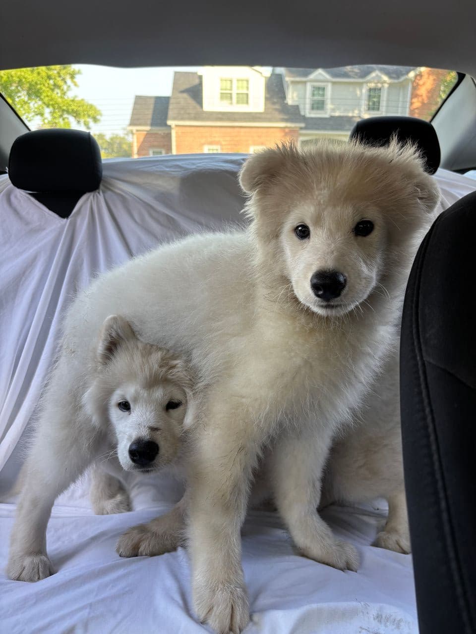 Pet travel photo 3