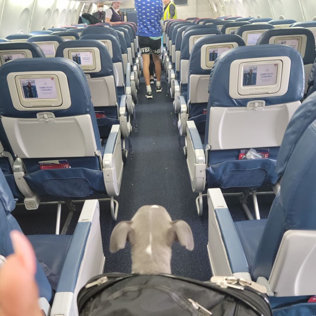 Furry Flights ~ Pet Flight Nanny