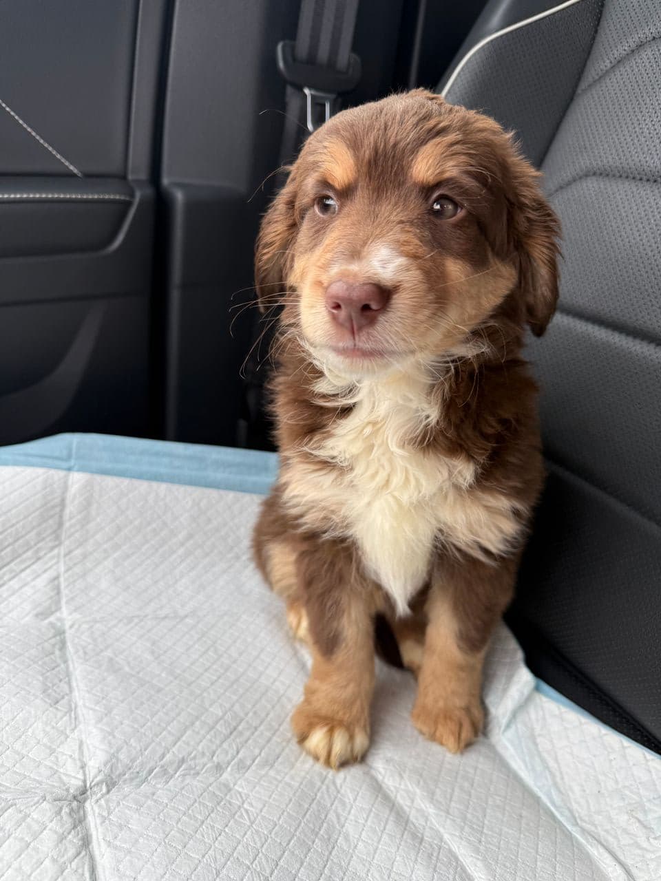 Pet travel photo 4