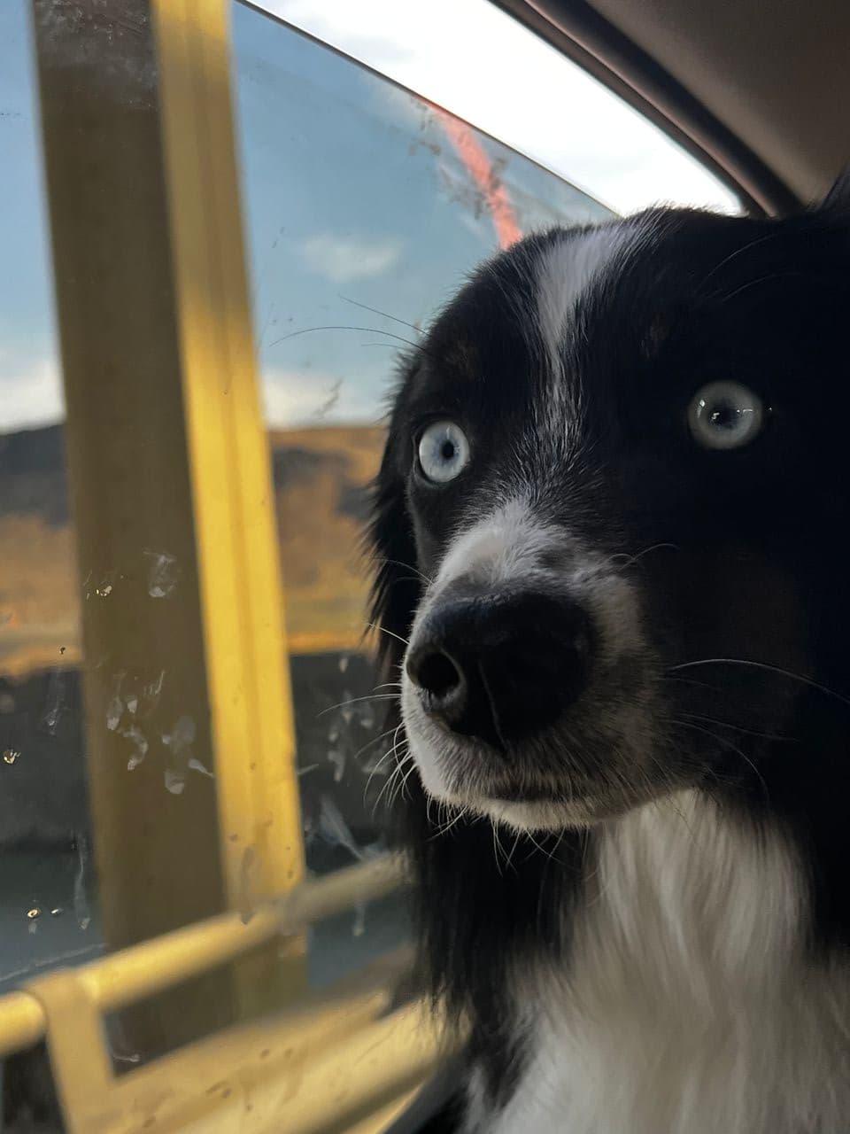 Pet travel photo 2