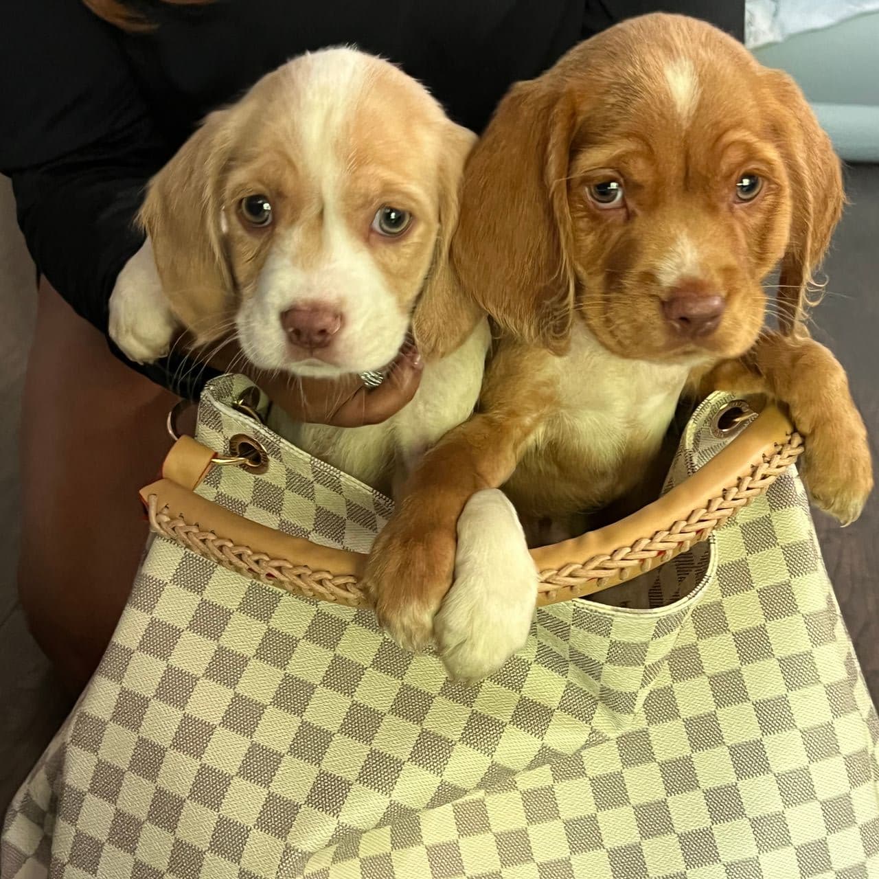 Pet travel photo 3