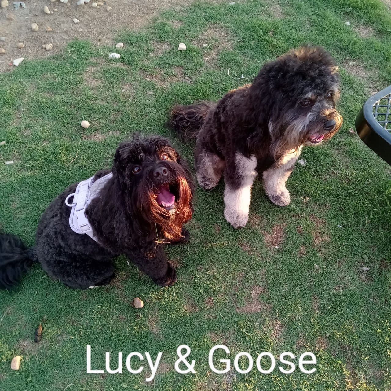 Pet travel photo 5