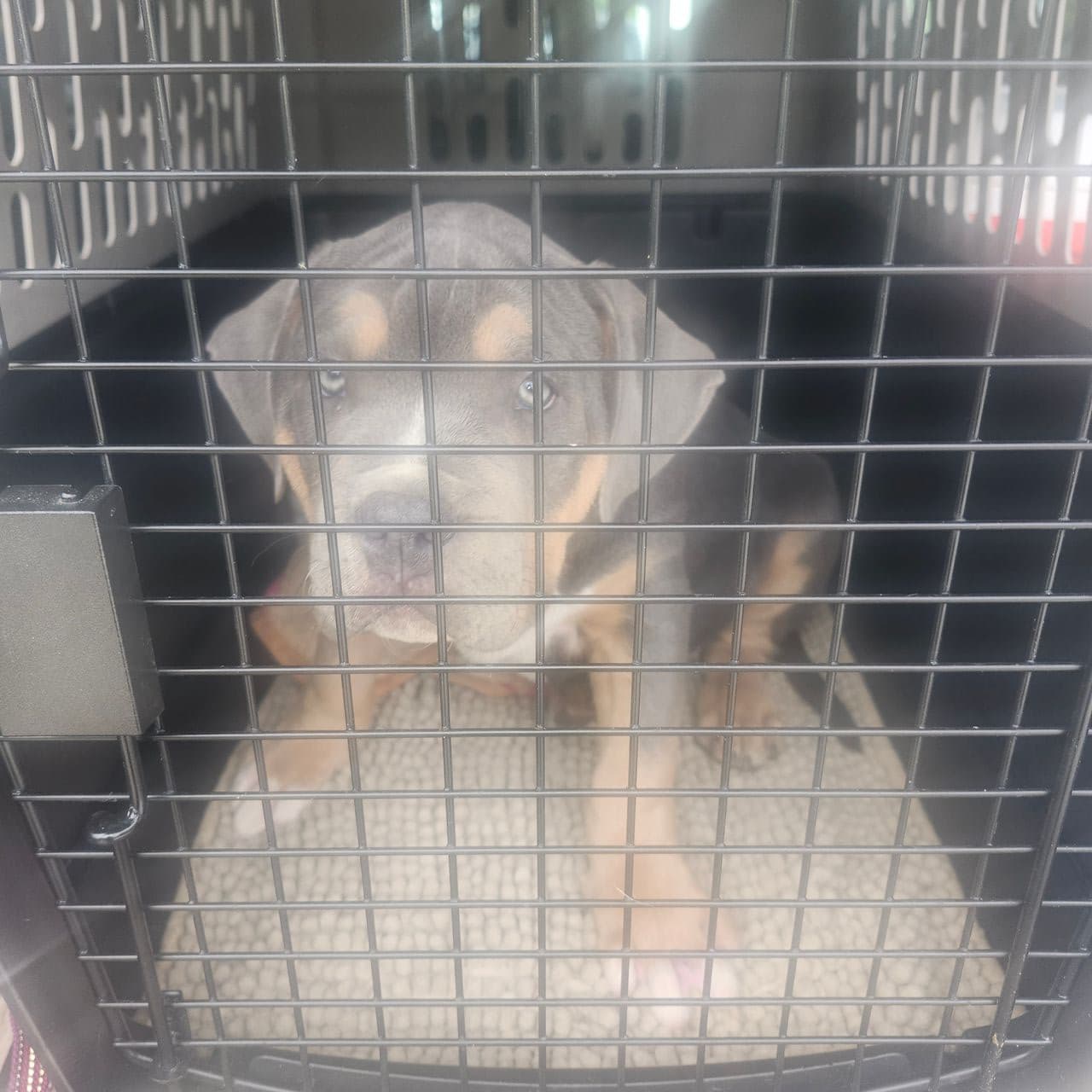 Pet travel photo 2