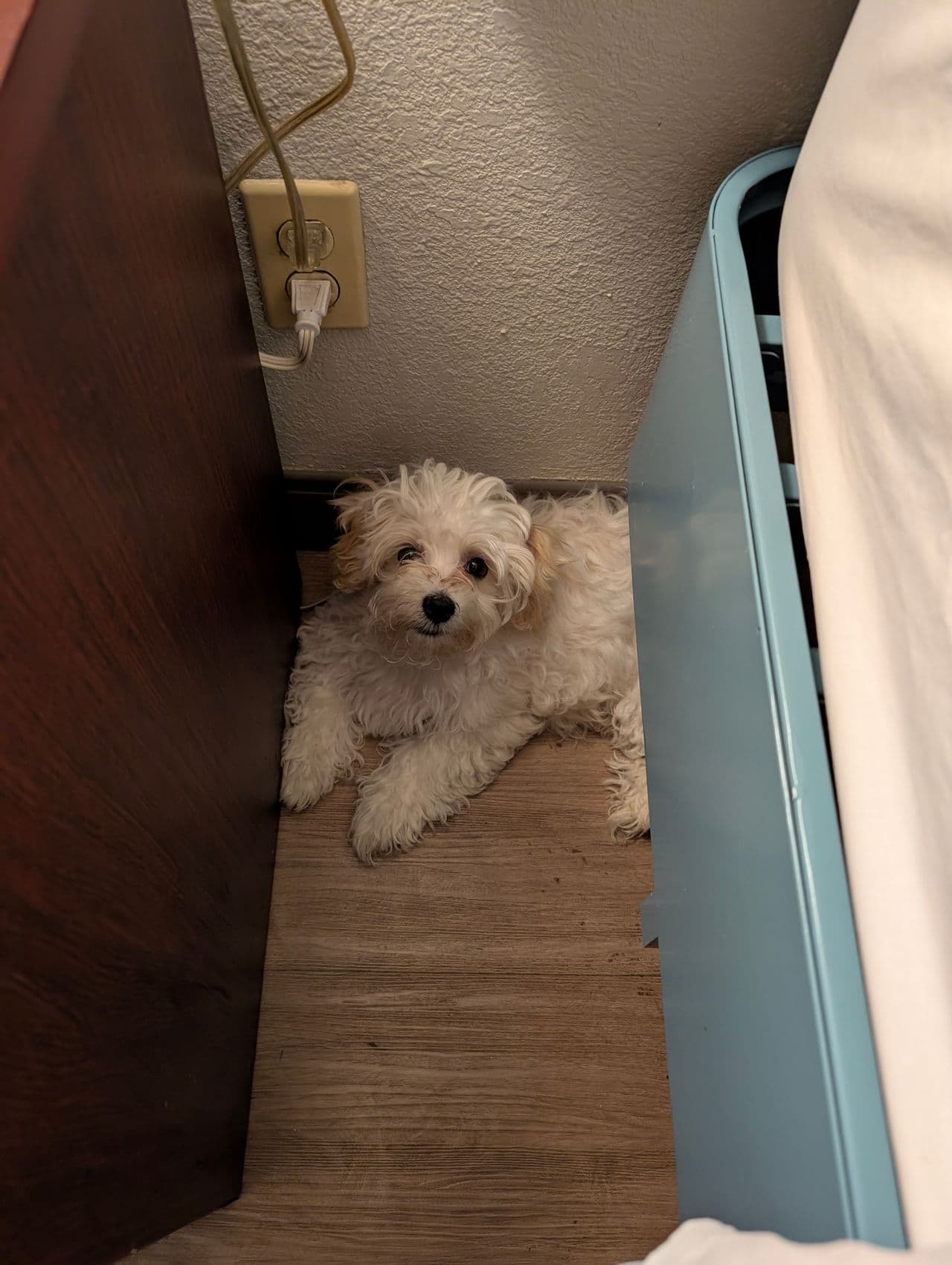 Pet travel photo 4