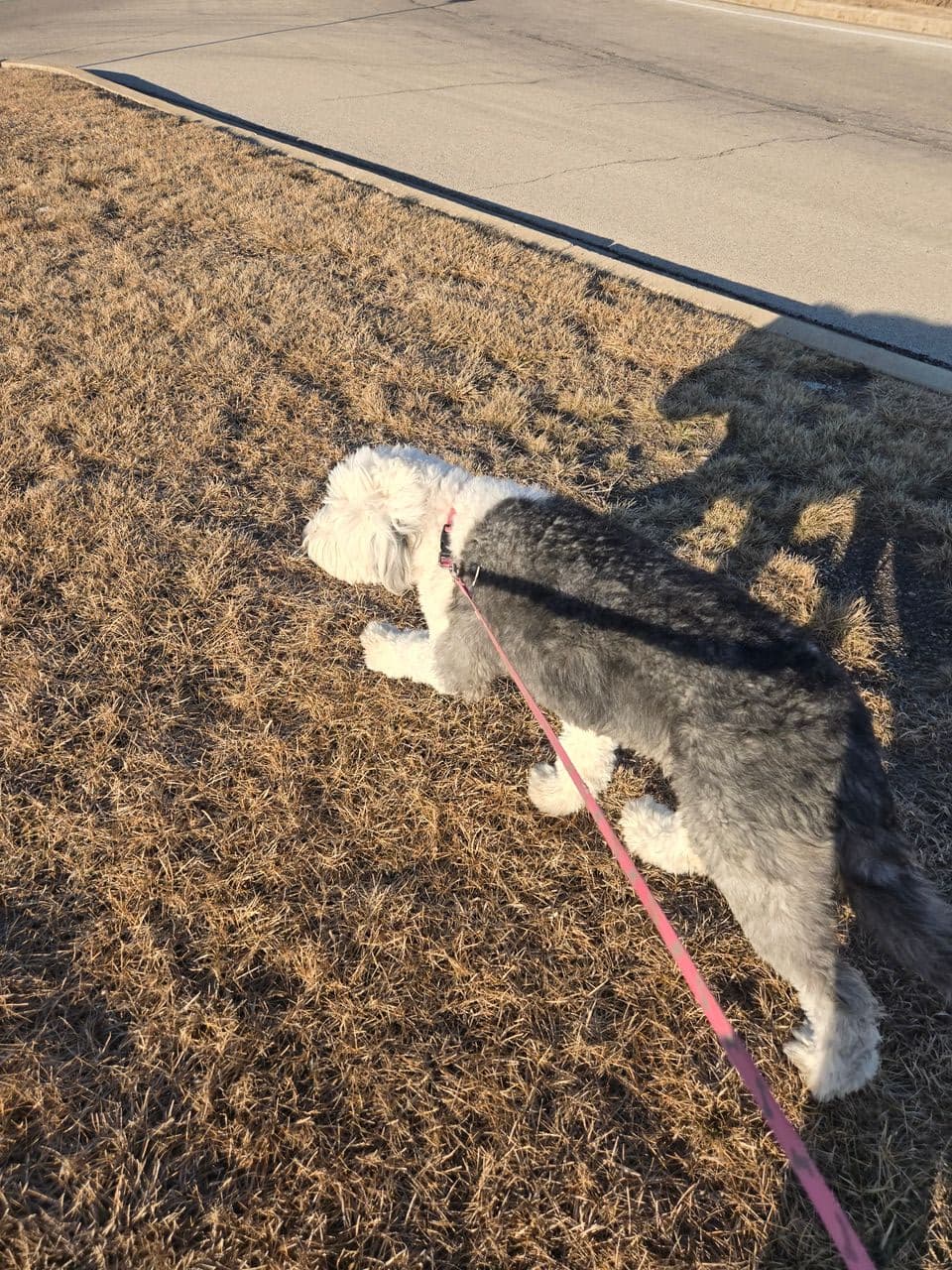 Pet travel photo 1
