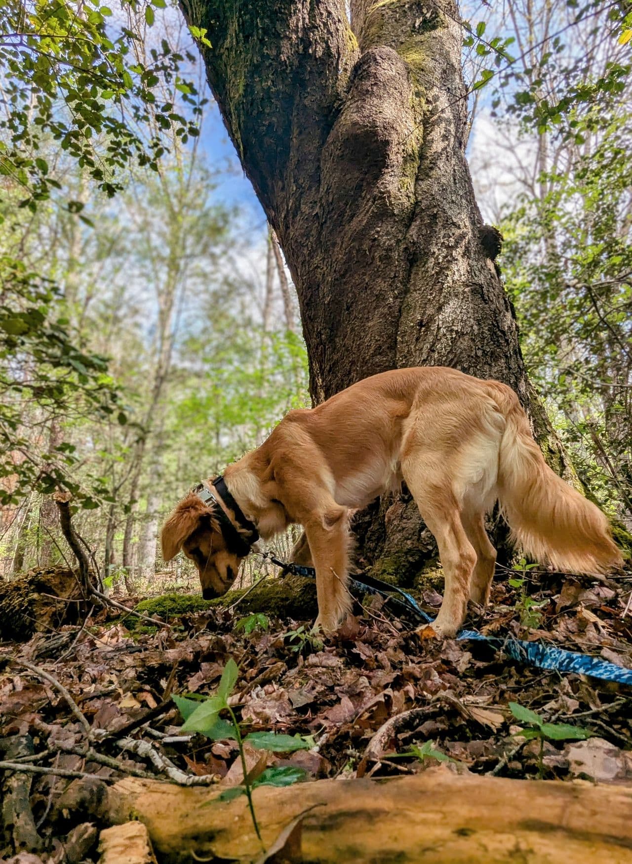 Pet travel photo 4