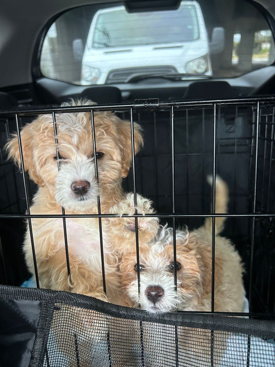 Pet travel photo 1