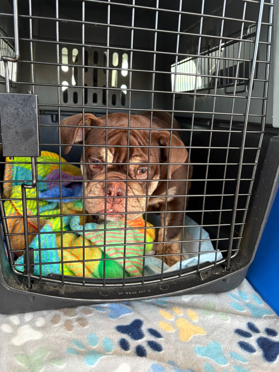Pet travel photo 1
