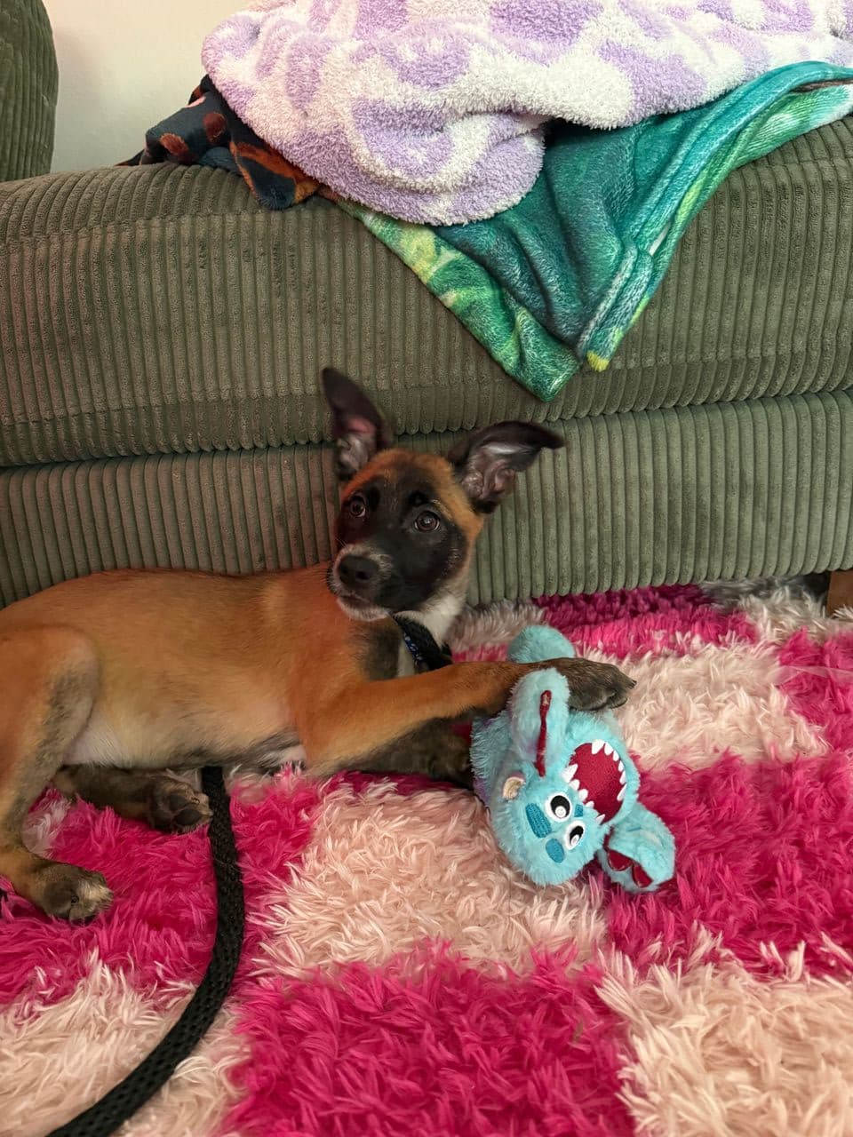 Pet travel photo 1