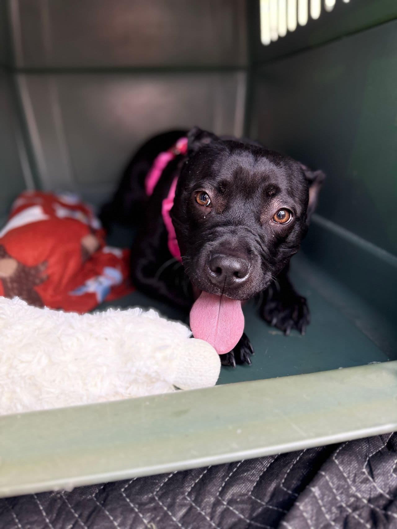 Pet travel photo 5