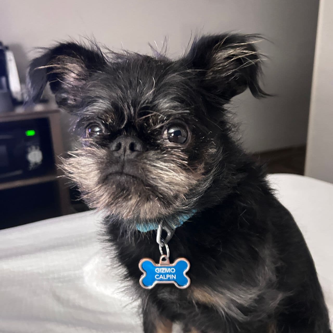 Pet travel photo 3
