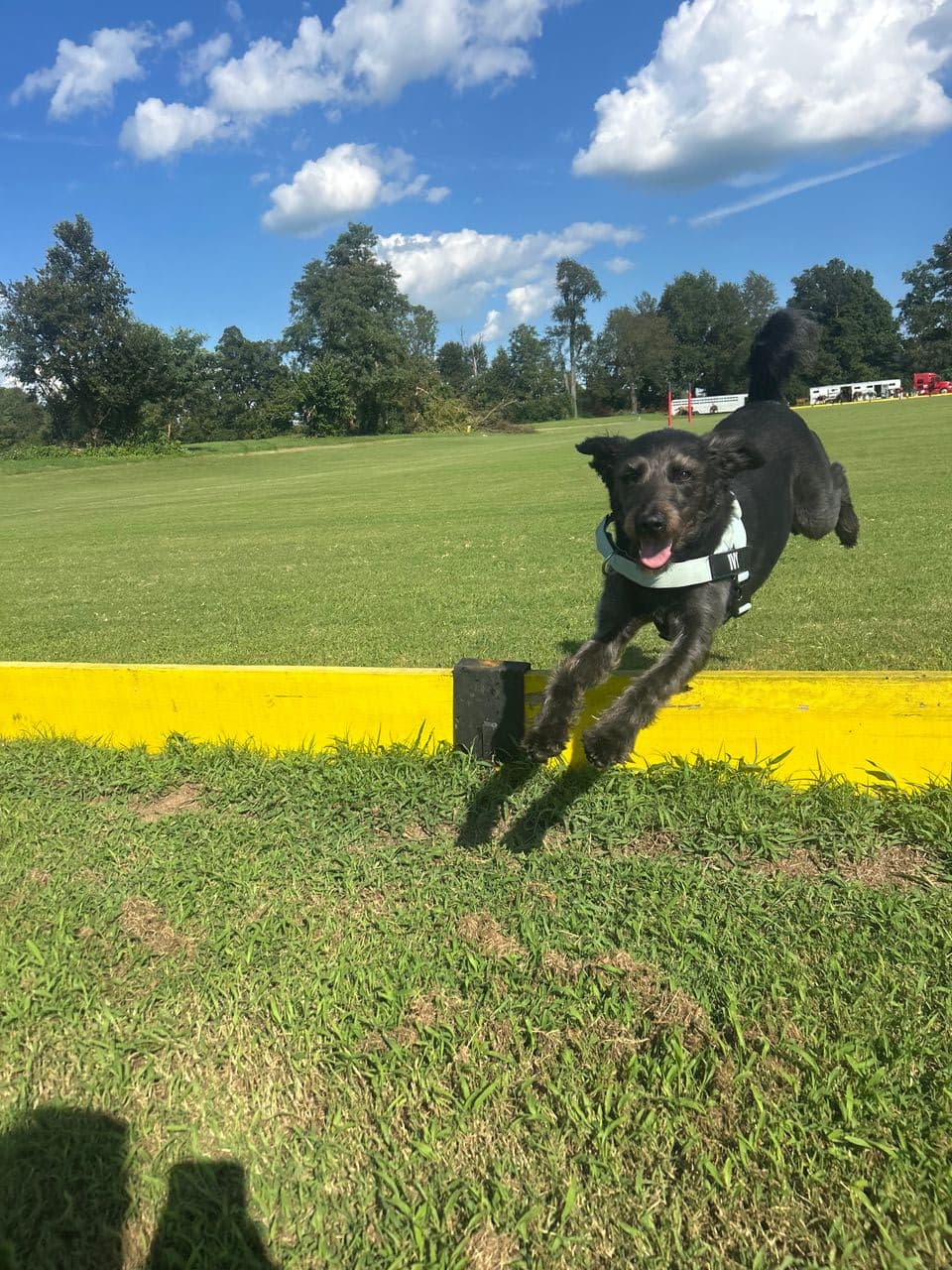 Pet travel photo 2