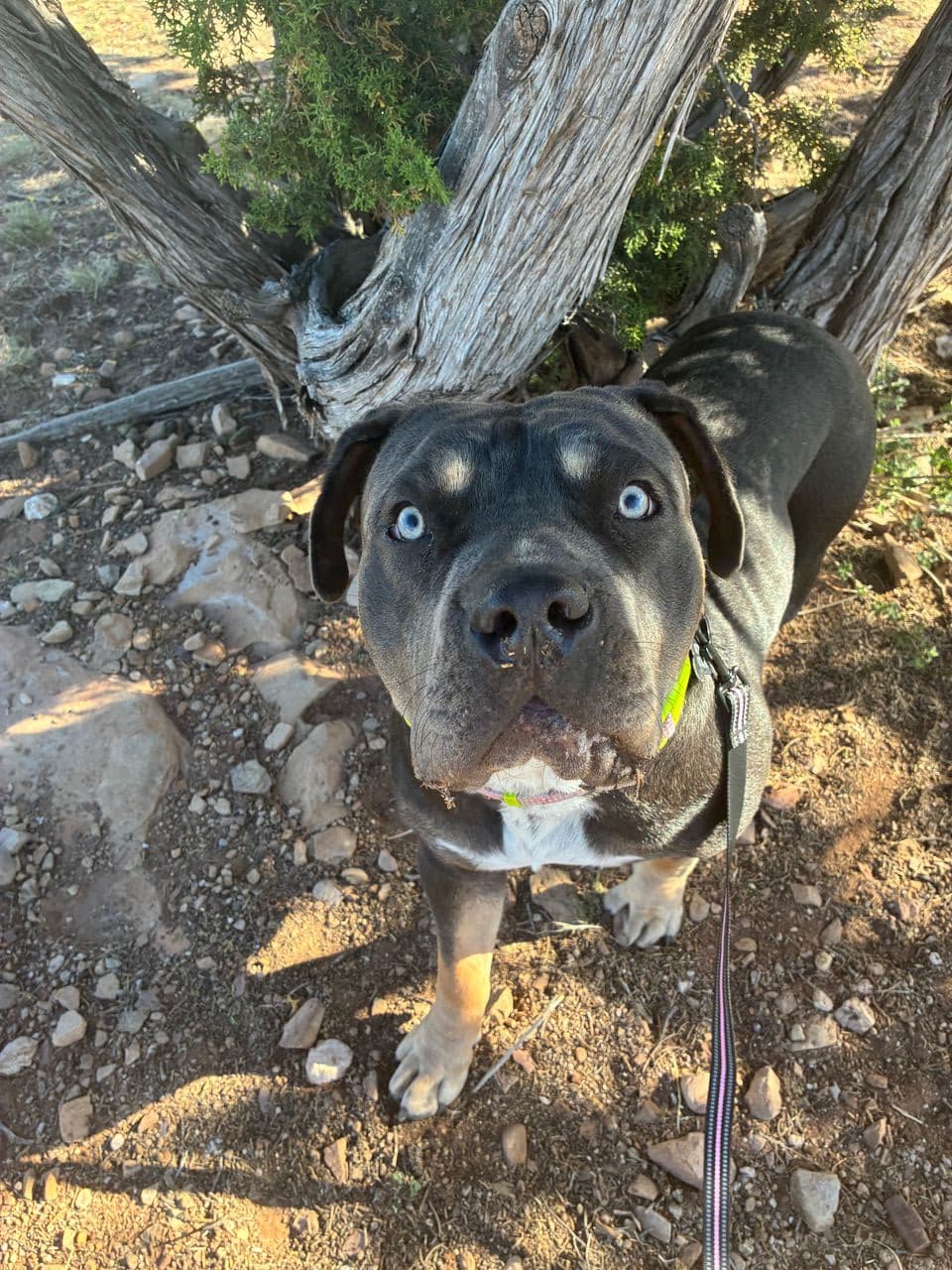 Pet travel photo 2