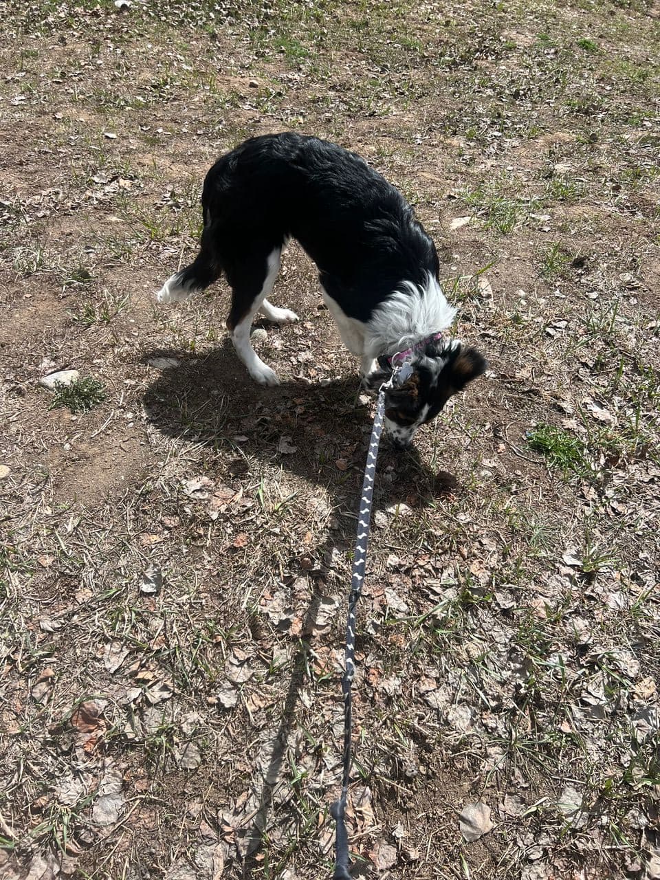 Pet travel photo 2