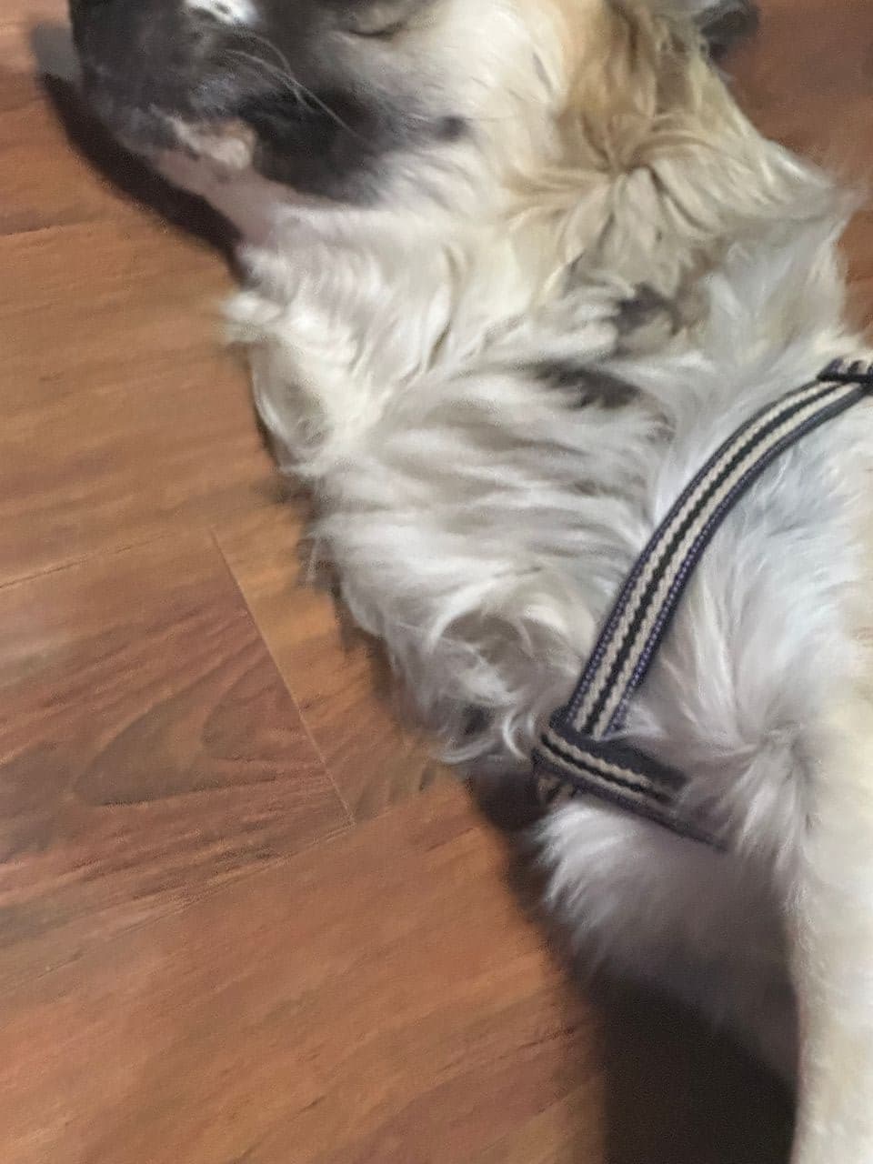Pet travel photo 5