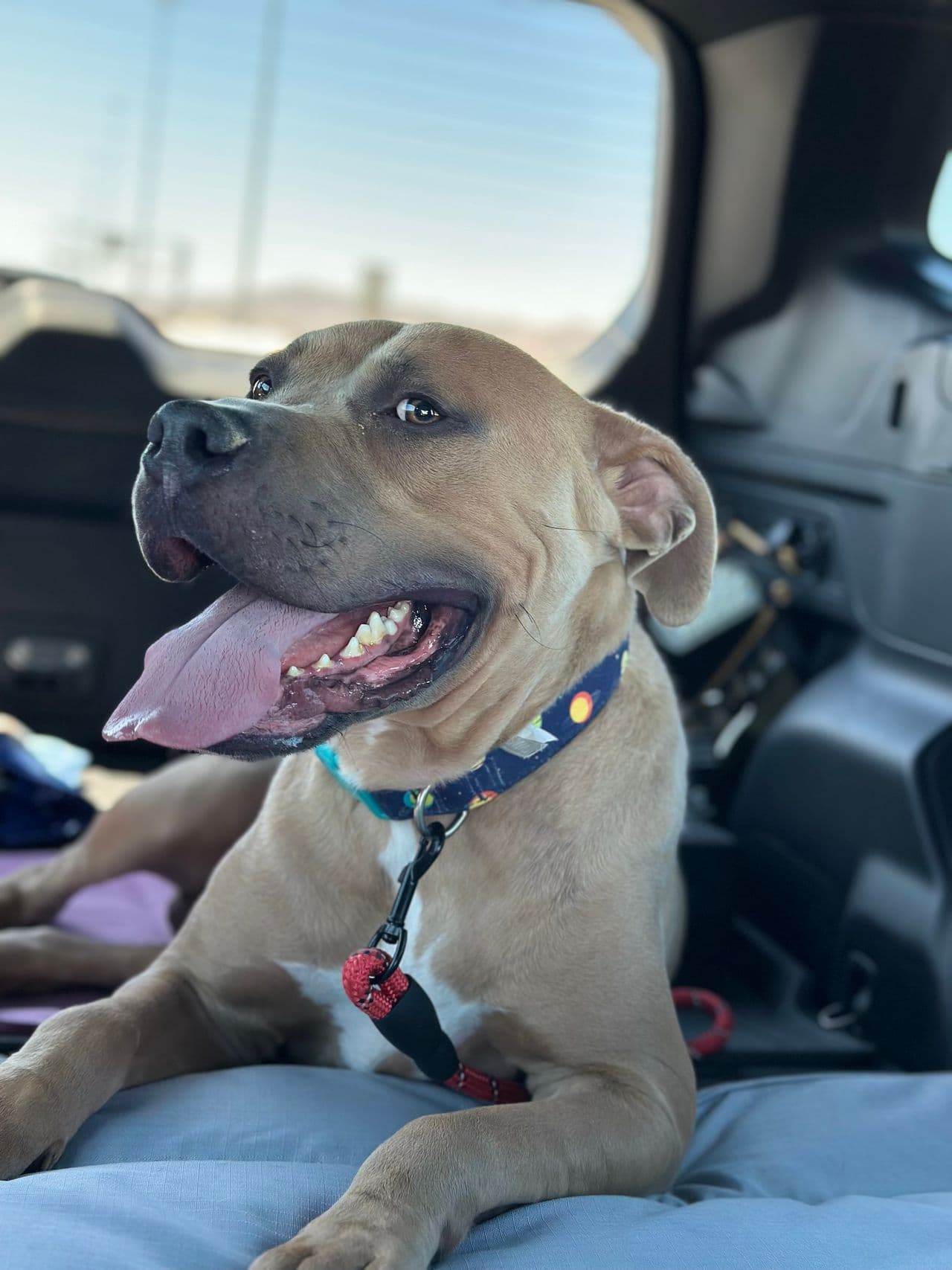 Pet travel photo 4