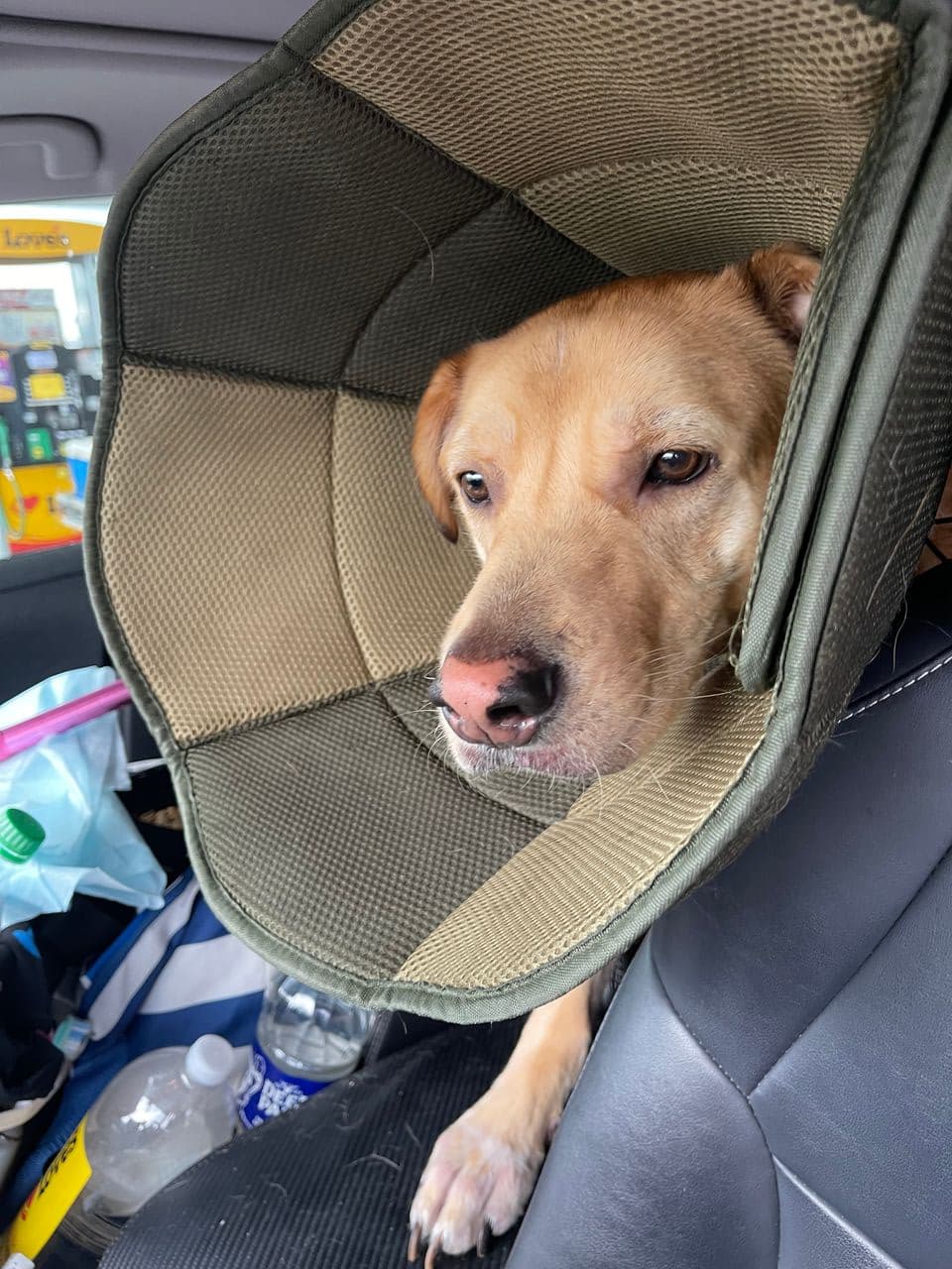 Pet travel photo 5