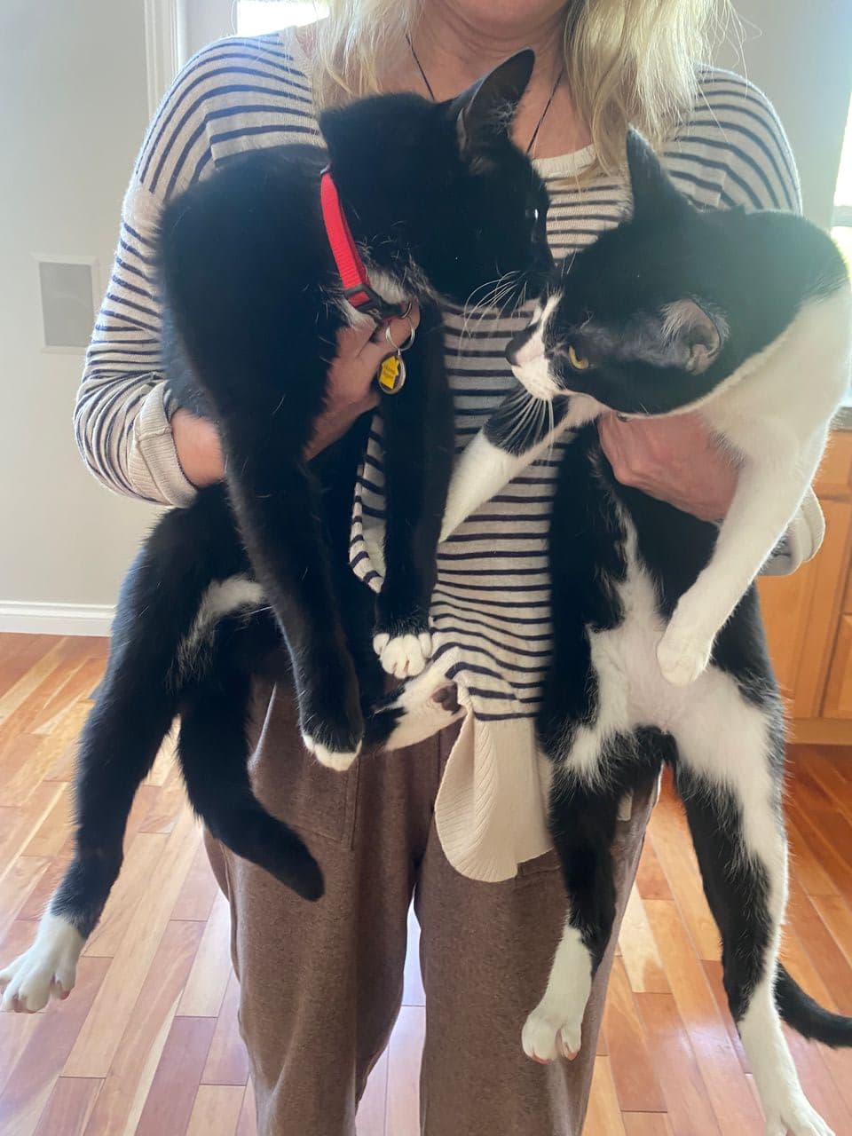 Pet travel photo 6