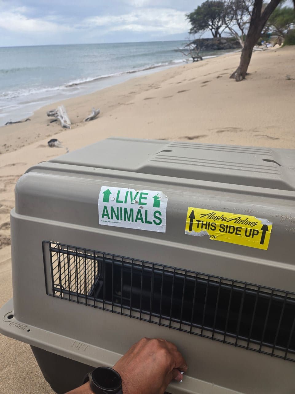 Pet travel photo 2