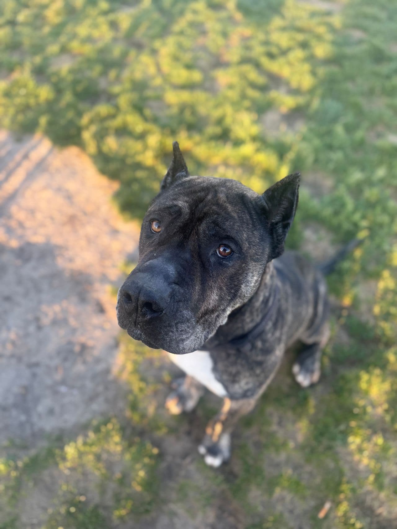 Pet travel photo 1