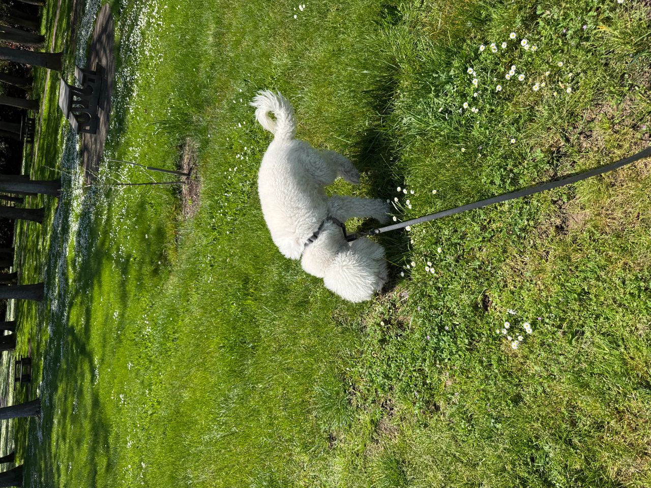 Pet travel photo 2