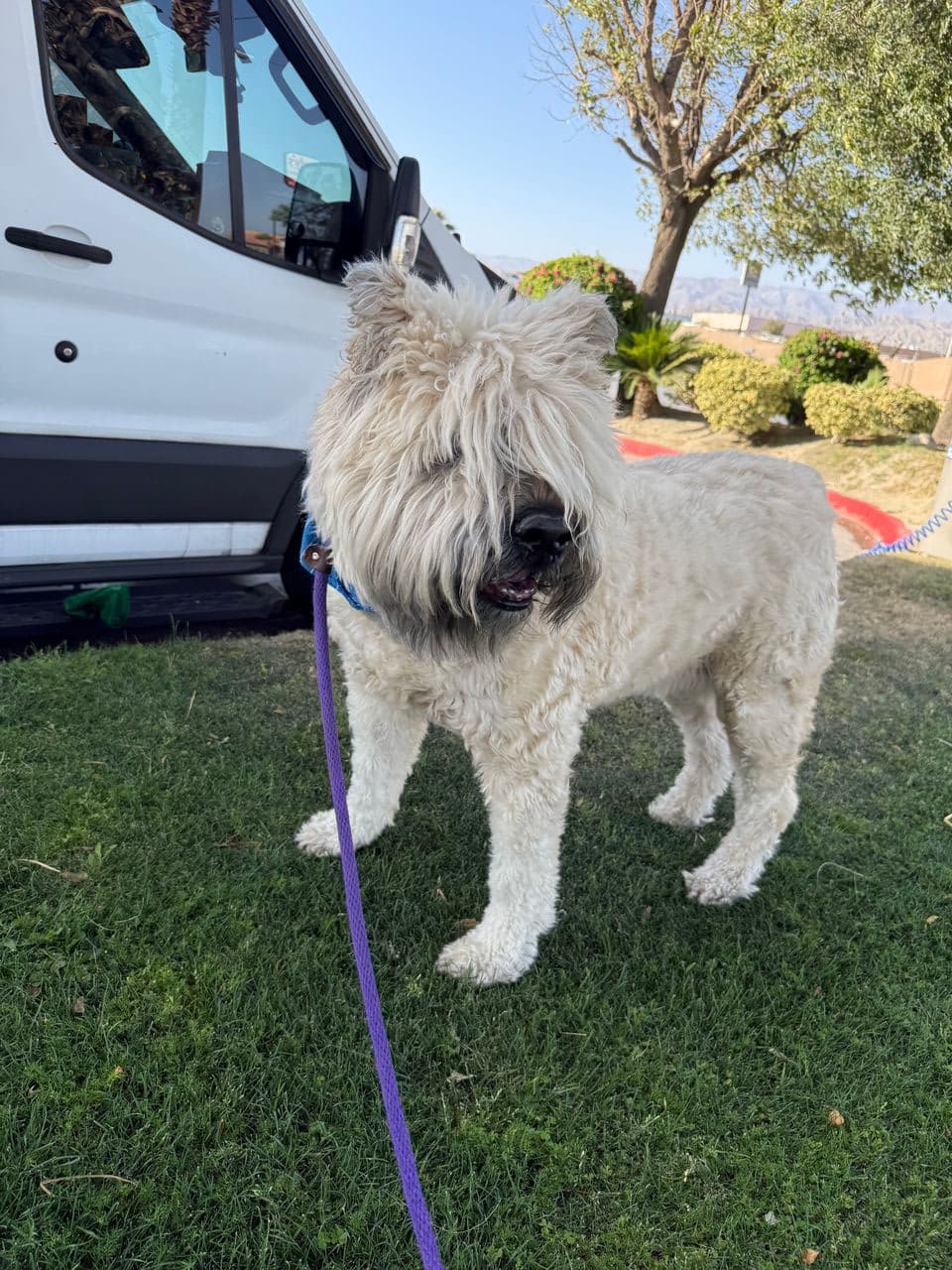 Pet travel photo 1