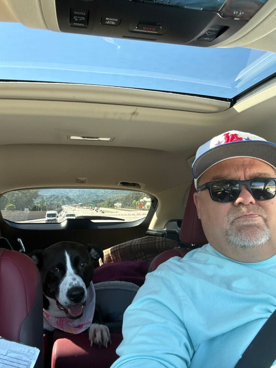 Pet travel photo 1