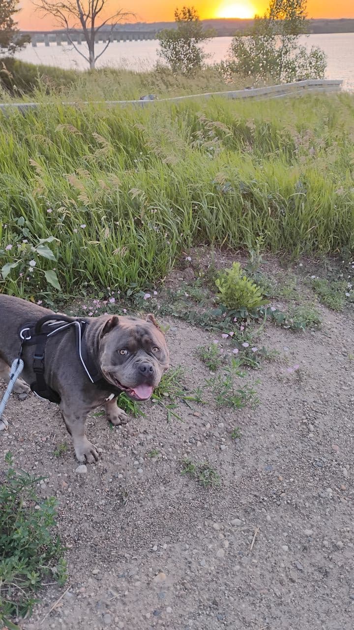 Pet travel photo 3