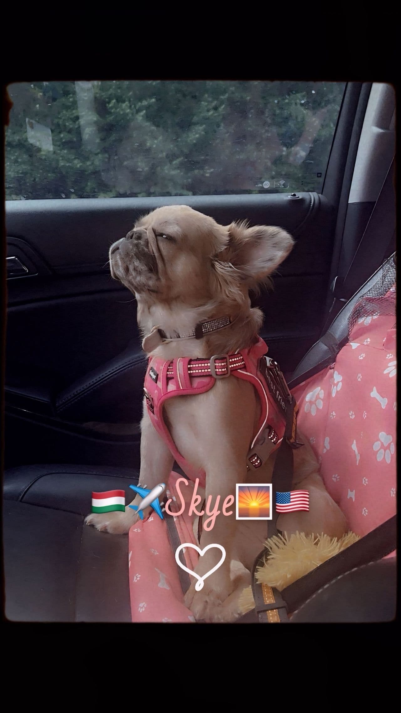 Pet travel photo 3