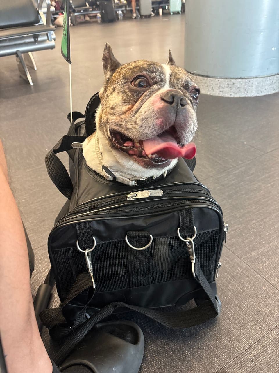 Pet travel photo 1