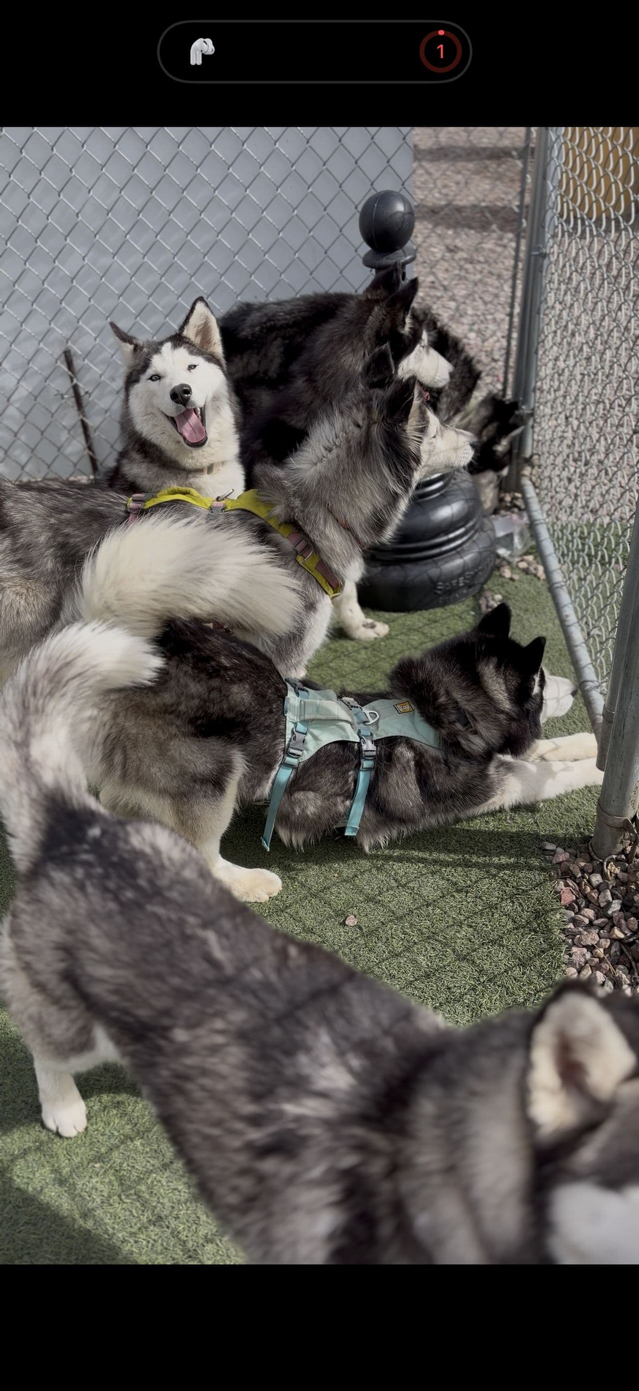 Pet travel photo 1