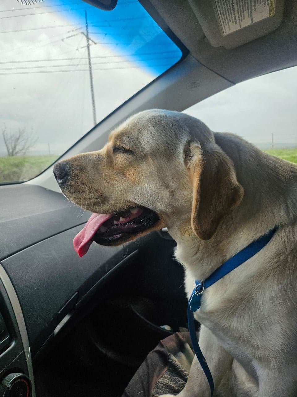Pet travel photo 4
