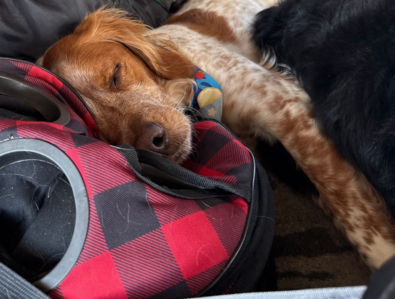 Pet travel photo 6