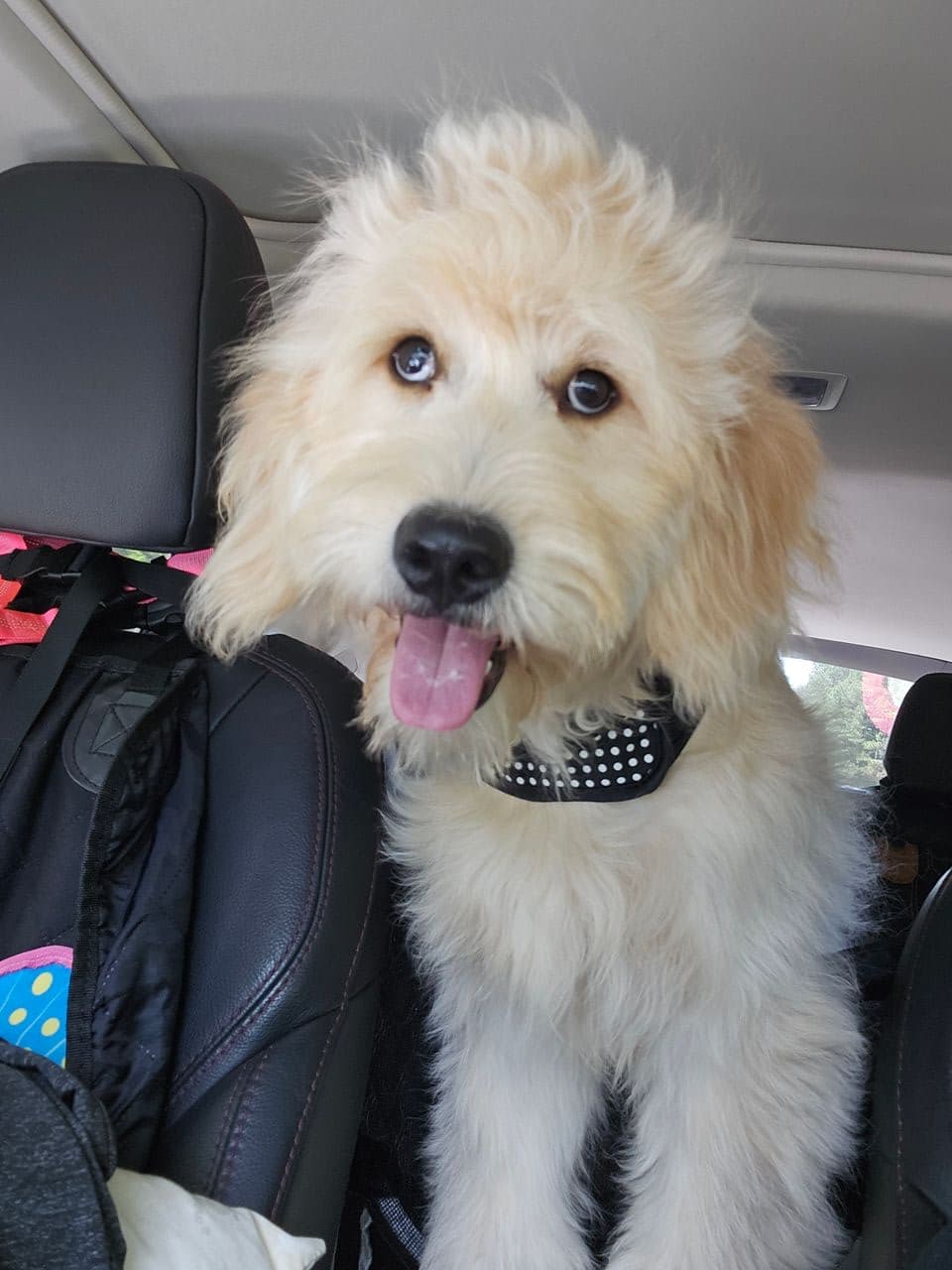 Pet travel photo 4