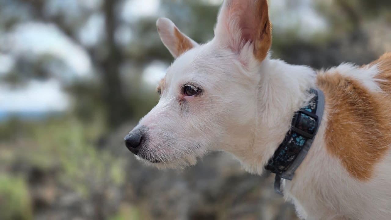 Pet travel photo 4