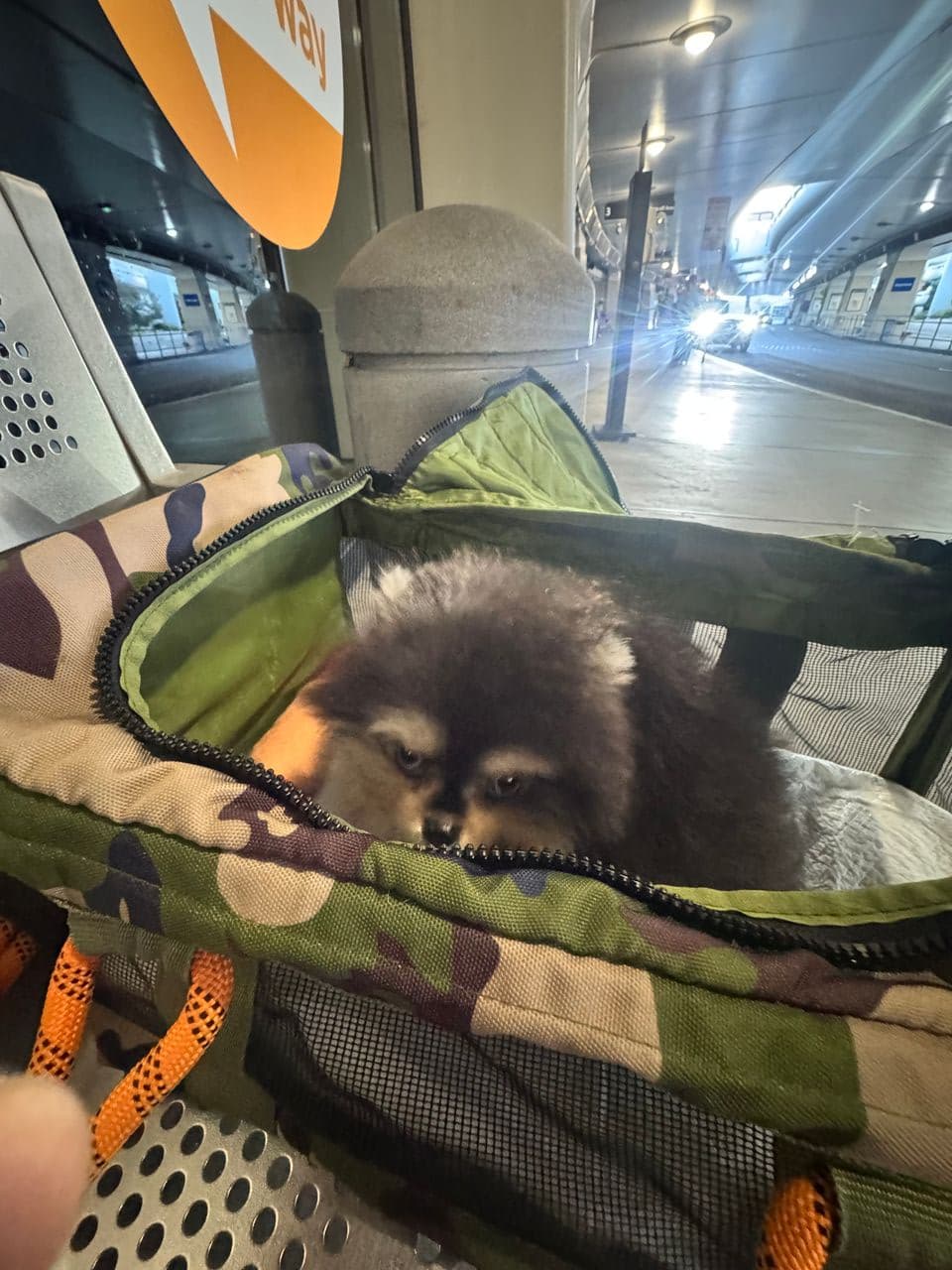 Pet travel photo 5