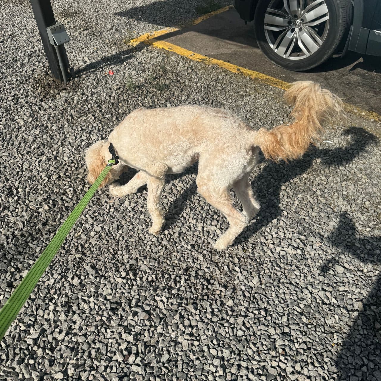 Pet travel photo 2