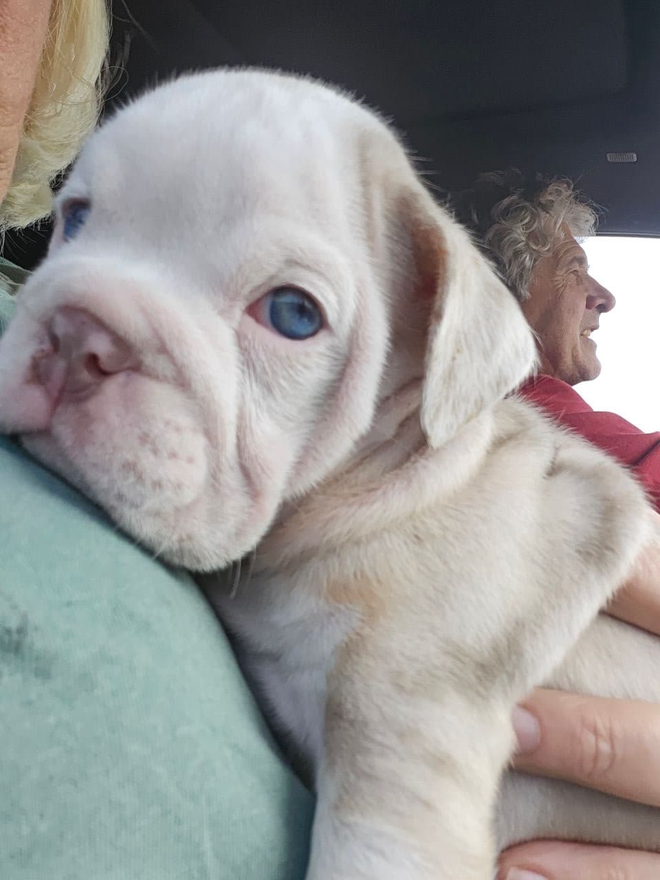 Pet travel photo 1