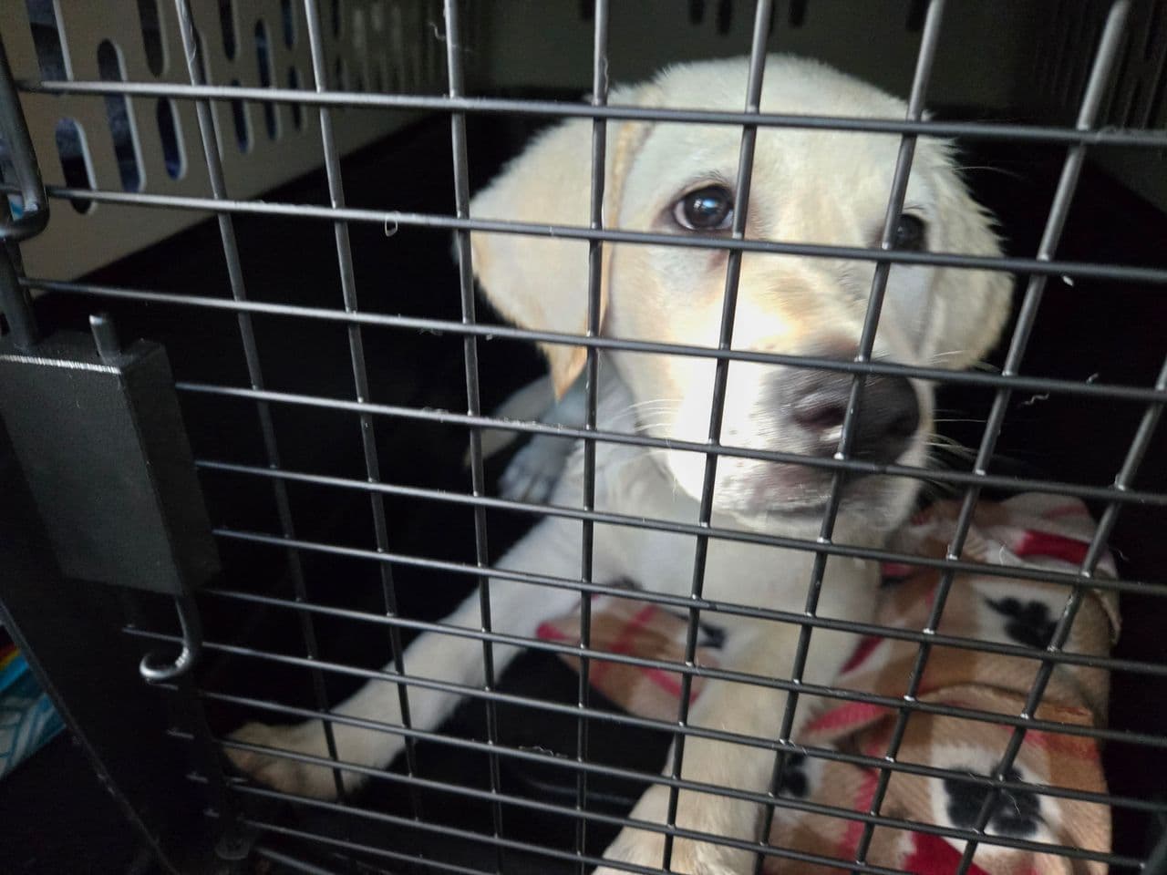 Pet travel photo 1