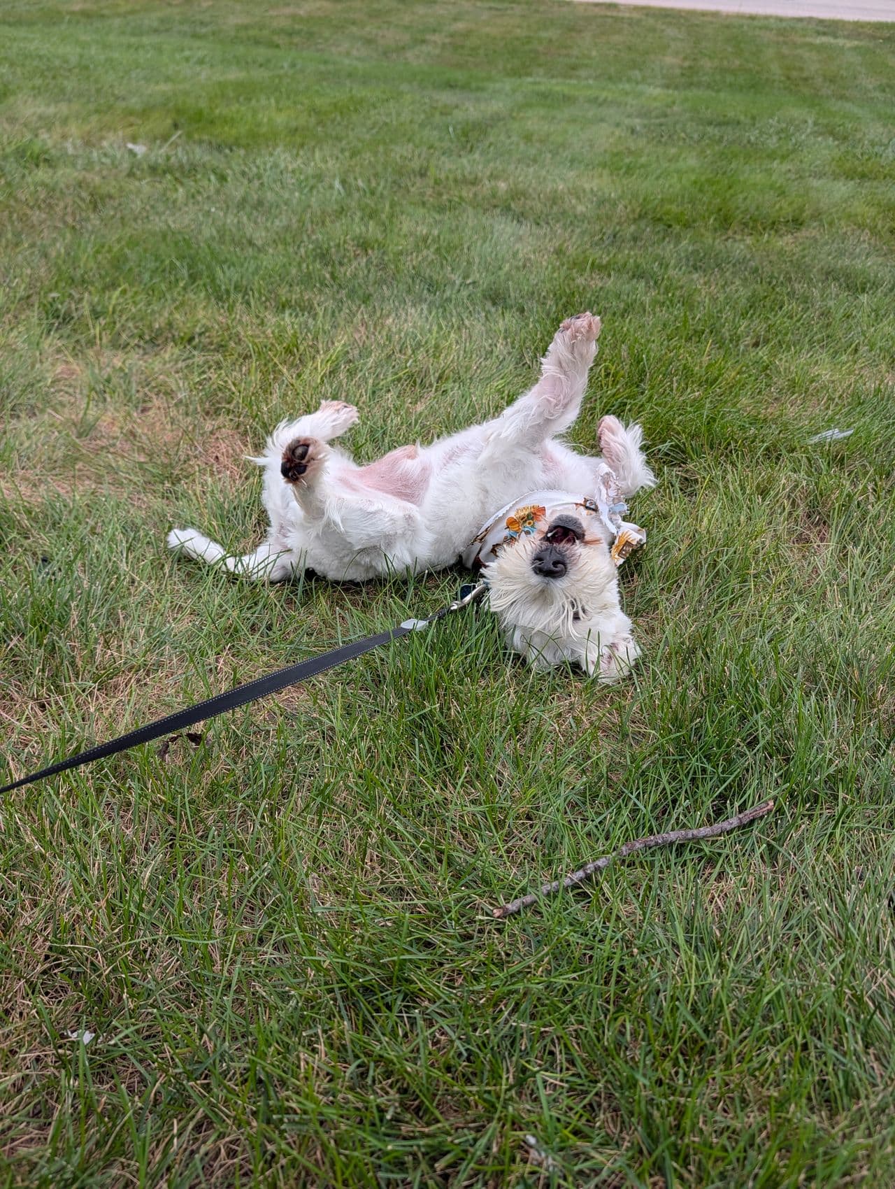 Pet travel photo 3
