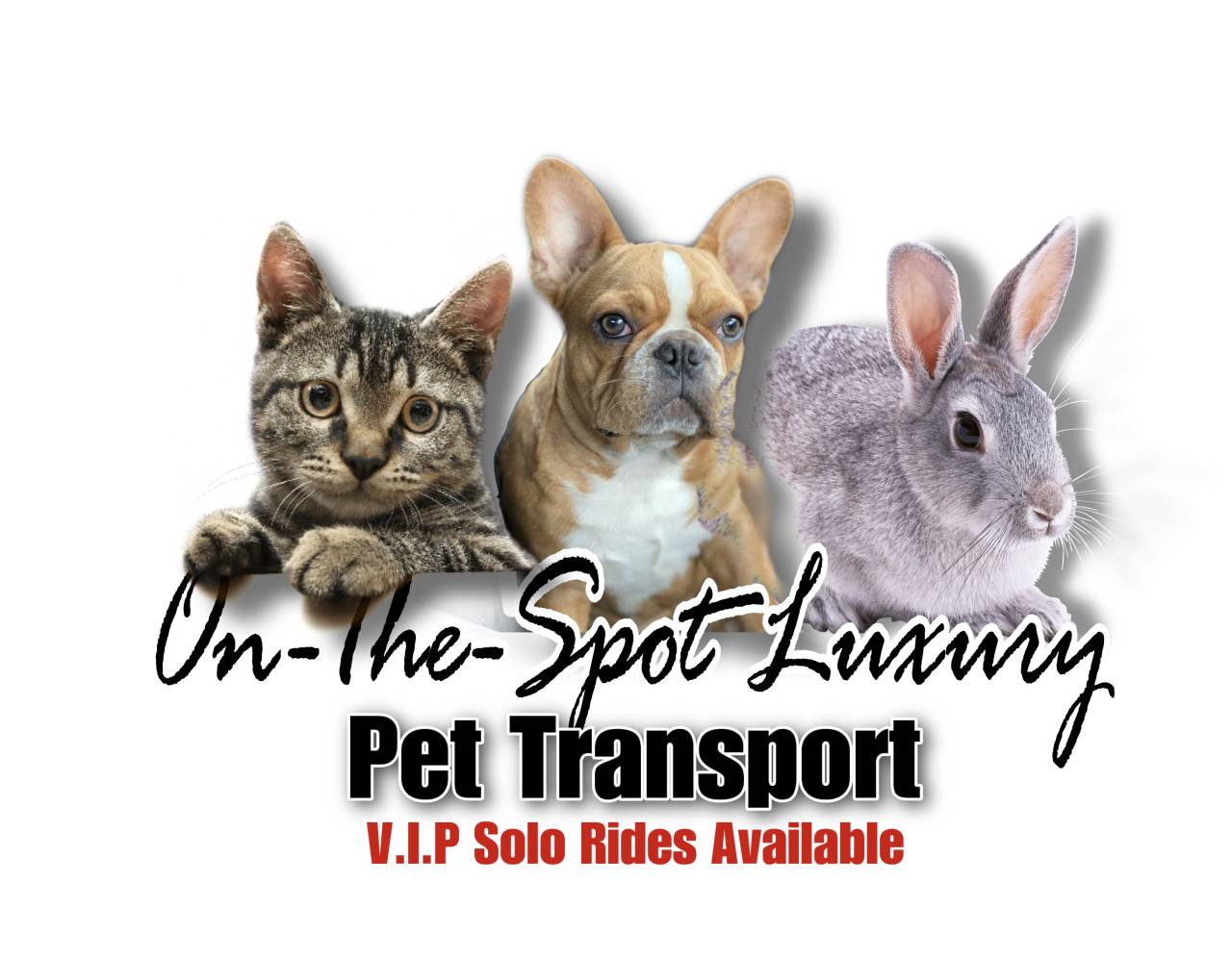 Pet travel photo 5