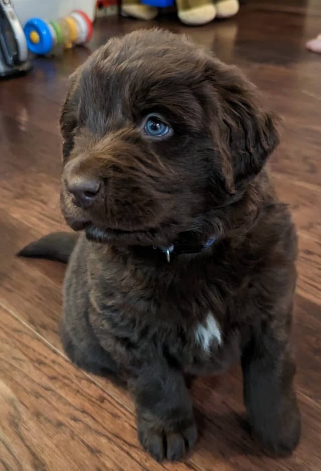 Rosco