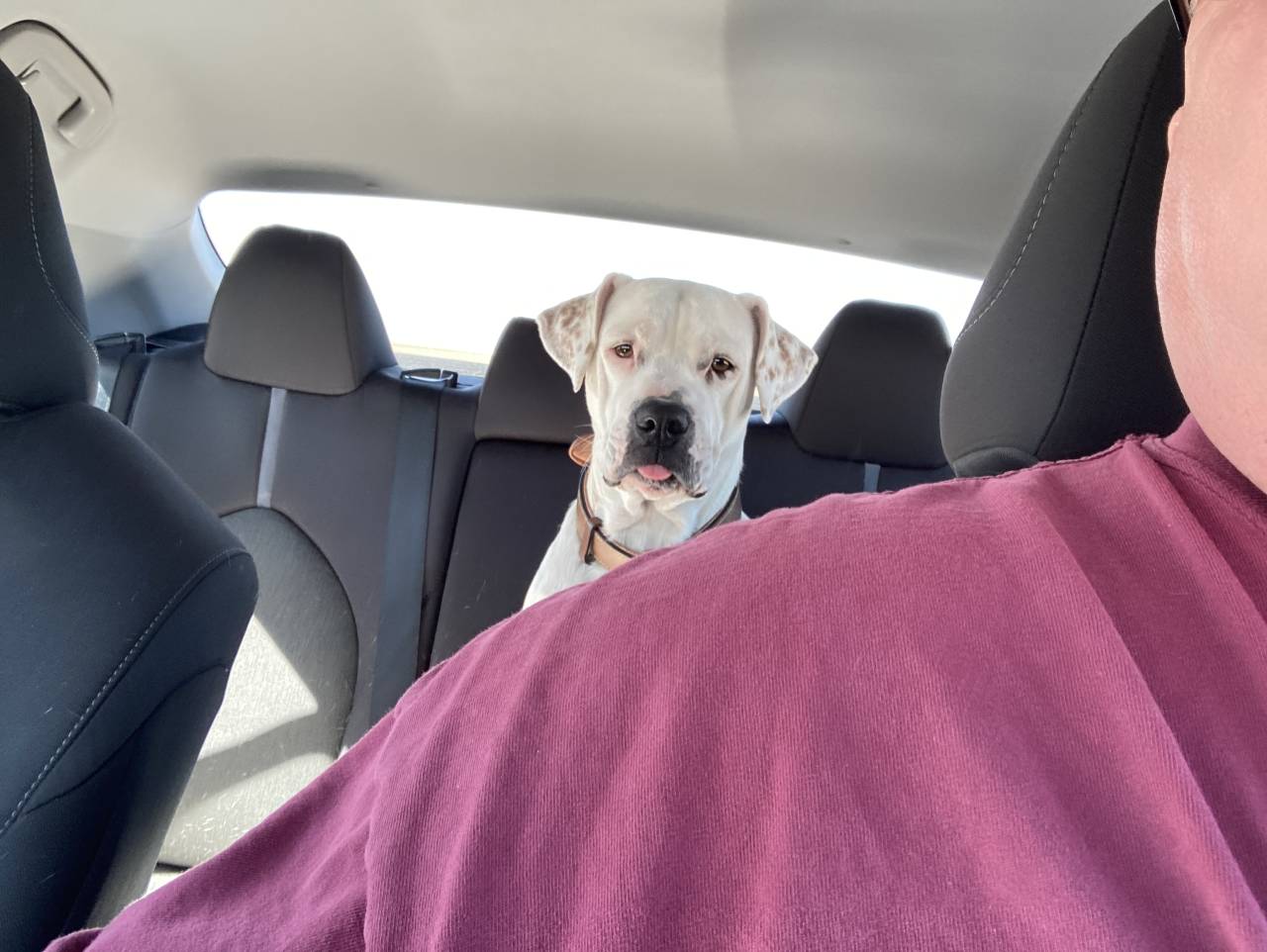 Pet travel photo 6