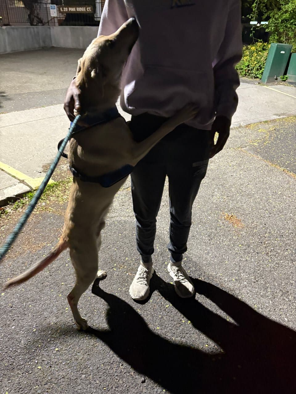 Pet travel photo 4