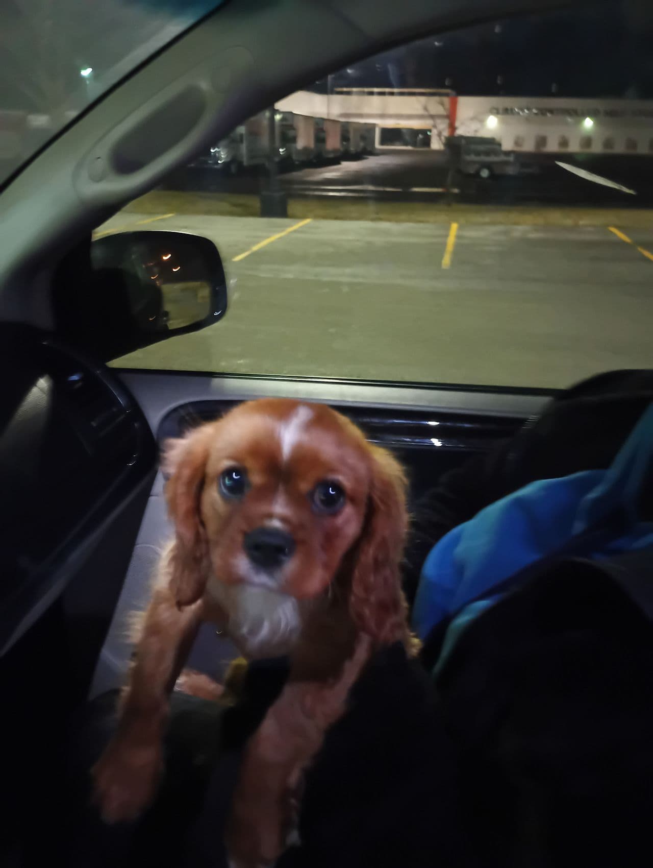 Pet travel photo 5