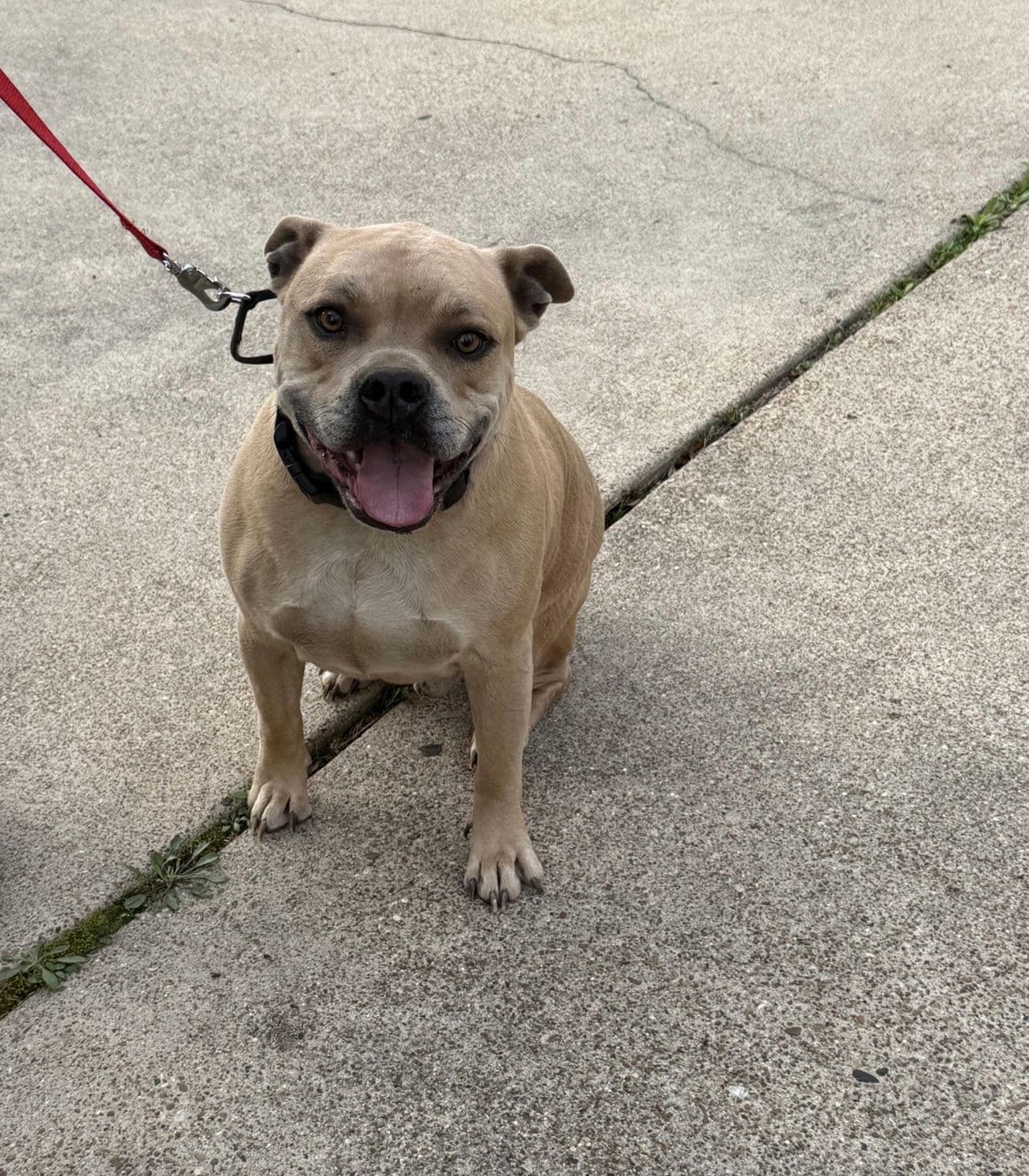 Pet travel photo 2