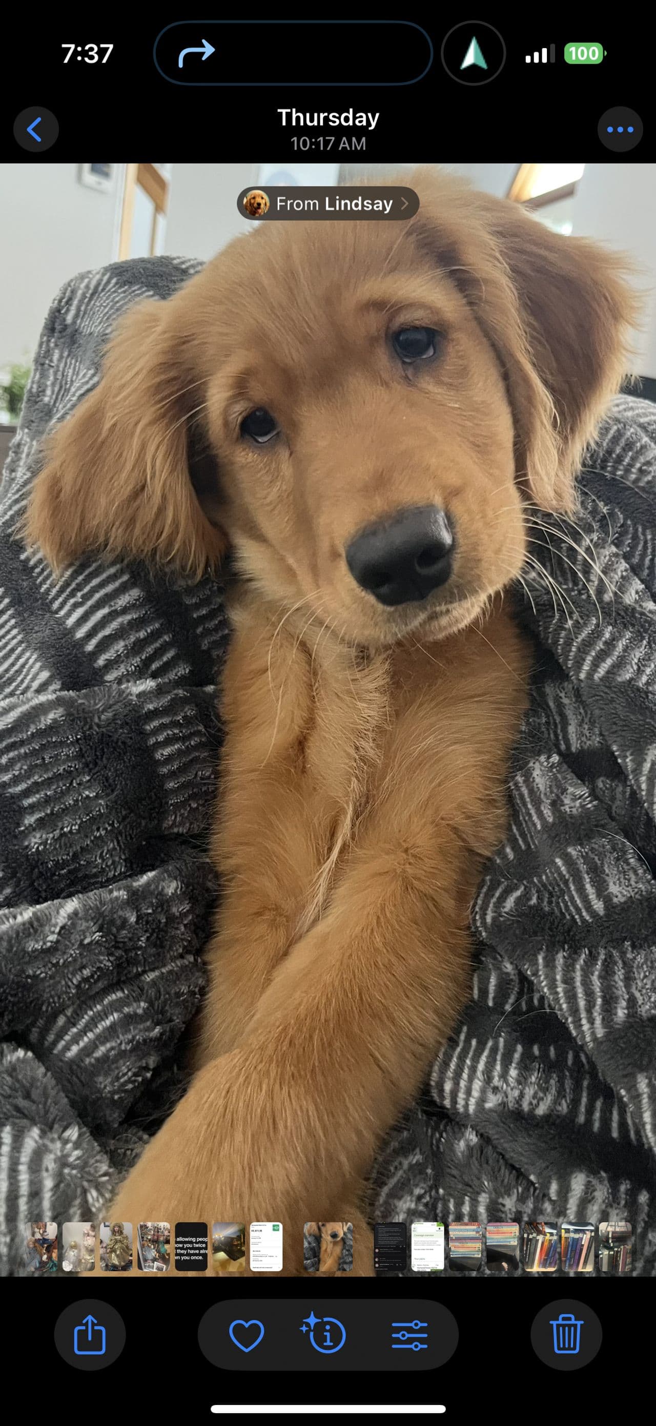 Pet travel photo 5