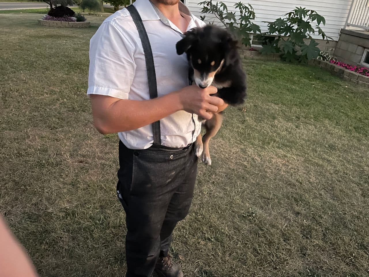 Pet travel photo 2