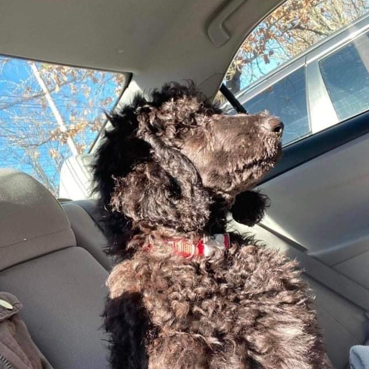 Pet travel photo 5