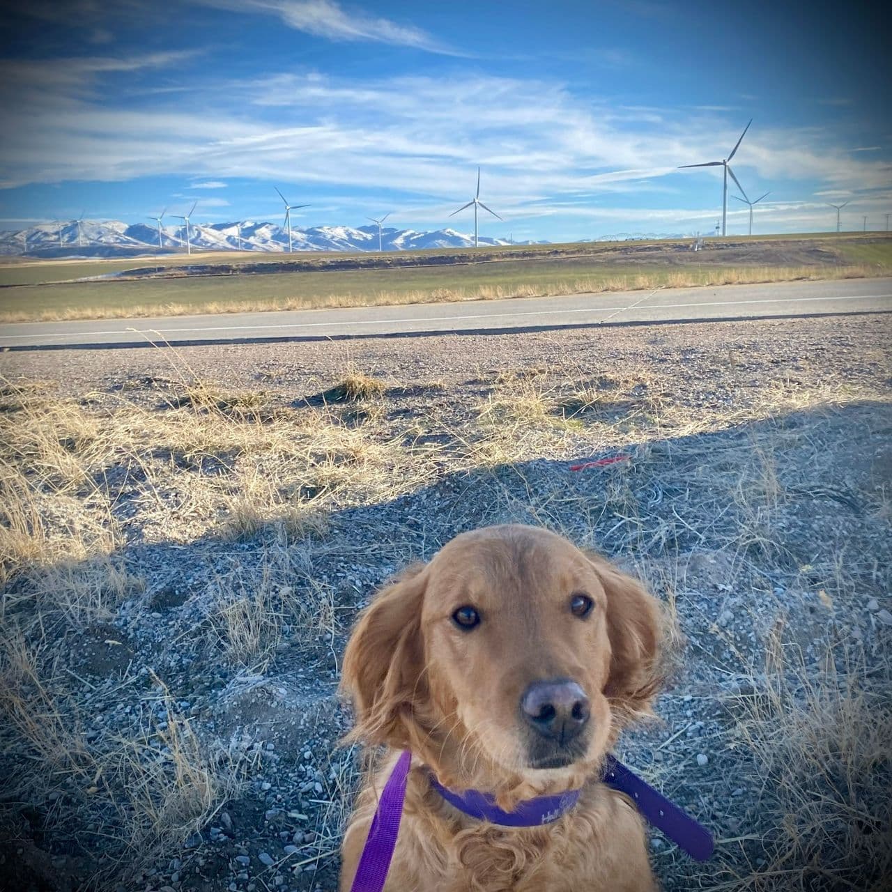 Pet travel photo 6